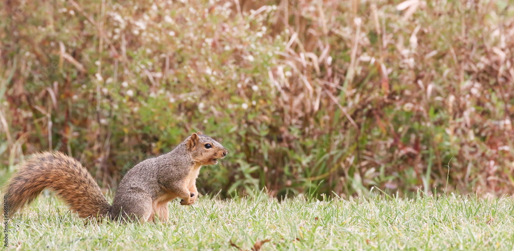 Squirrel gathering nuts in the autumn getting ready for winter Squirrel gathering nuts in the autumn getting ready for winter