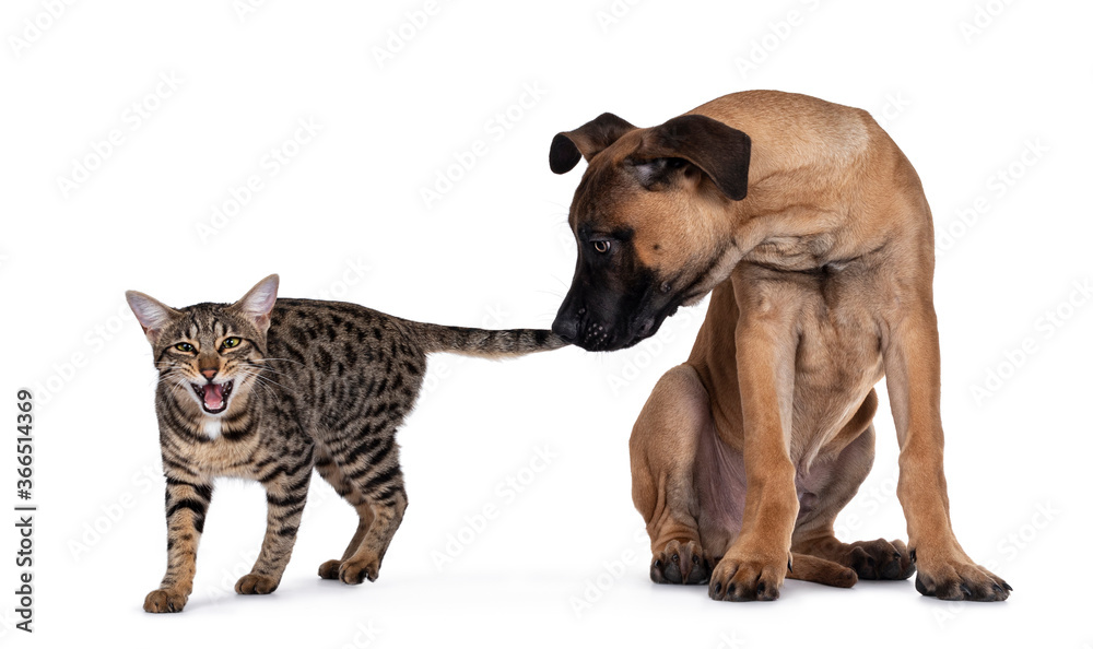Savannah F7 cat and Boerboel malinois cross breed dog, playing together. Dog biting in cats tail, cat screaming. Isolated on white background.