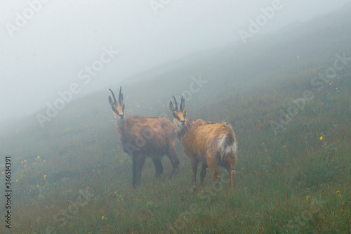 Mountains goats in the fog