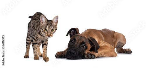 Savannah F7 cat and Boerboel malinois cross breed dog  playing together. Cat standing looking to camera  dog laying down. Isolated on white background.