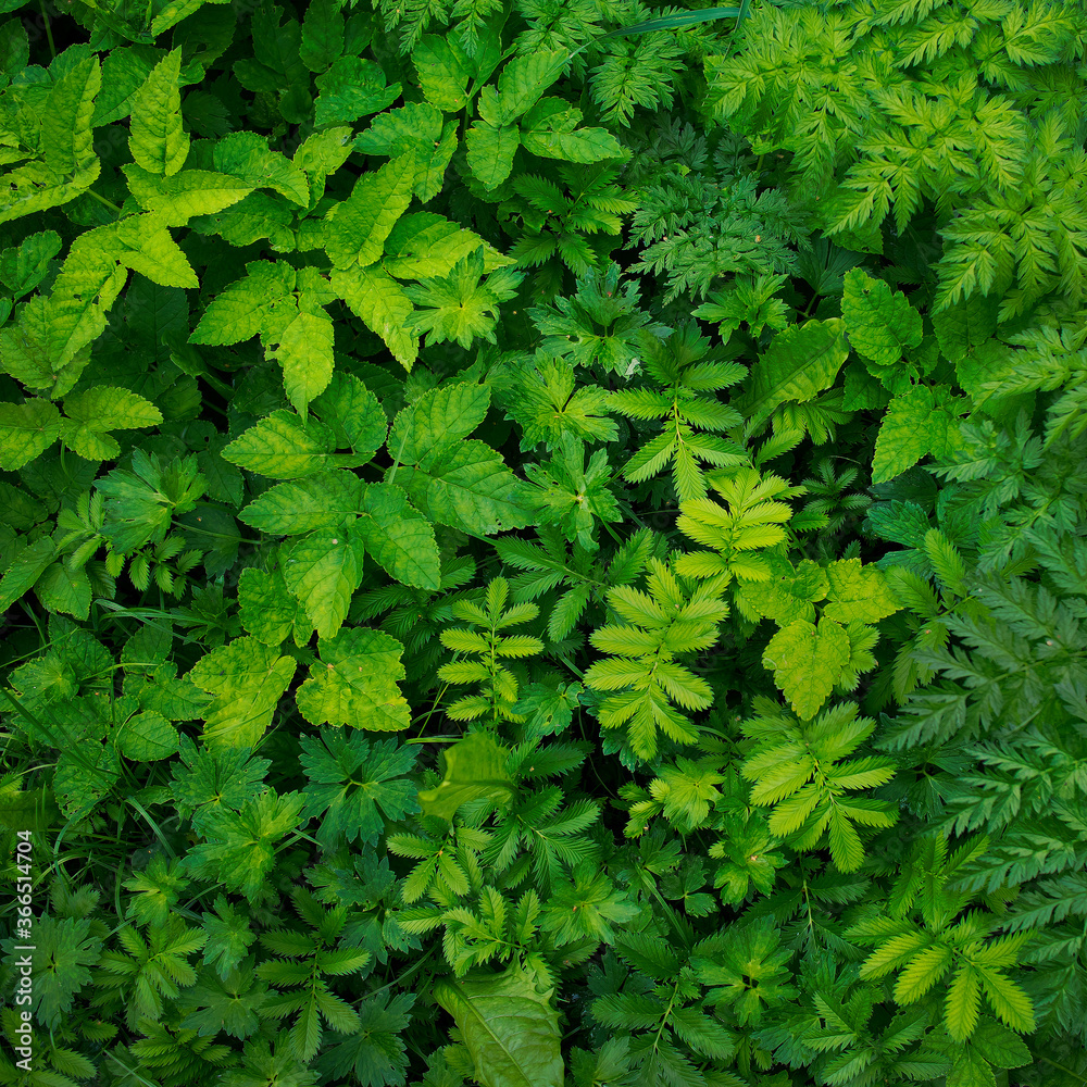 Green background from the leaves of various field herbs. Green background from the leaves of various field herbs.