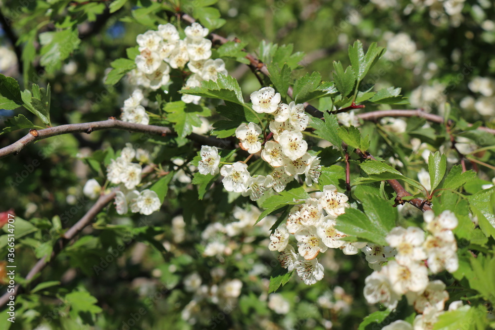 Delicate white flowers bloom on a hawthorn tree in a spring garden