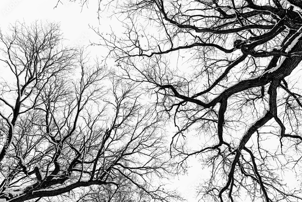 Black and white textured background. Winter tree branches against the sky. Trees bottom up view. Black and white textured background. Winter tree branches against the sky. Trees bottom up view.