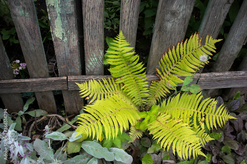 Fern growing under the fence in the village photo