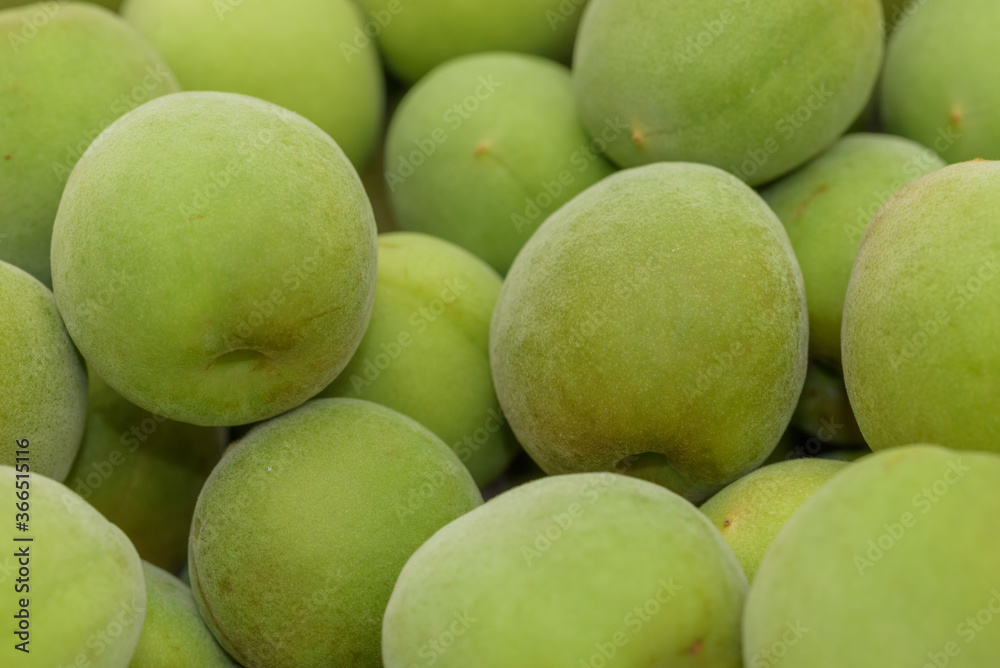 Harvested Green Japanese apricot fruit, Young fruits of Ume Harvested Green Japanese apricot fruit, Young fruits of Ume