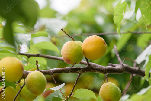 Beginning ripe apricot fruits, Armenian plum