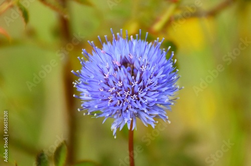 Flower of Jasione laevis, called blue button, family of the Campanulaceae.