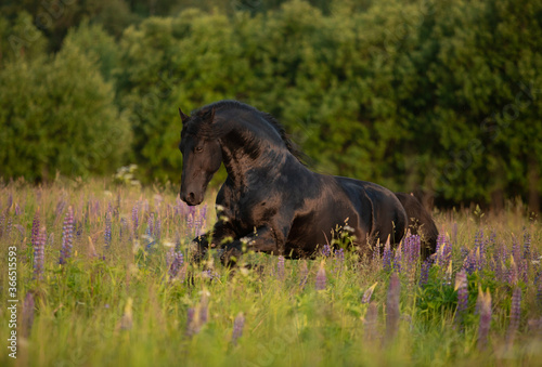 black horse in the grass