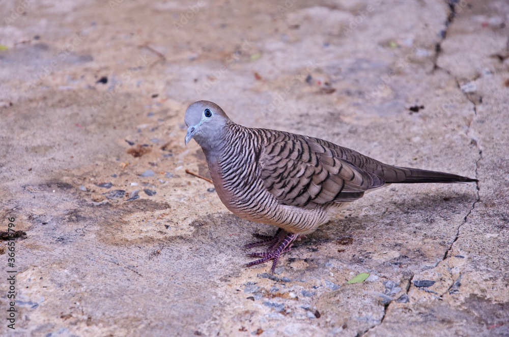 Obraz premium Doubt eye of Java dove on old concrete floor