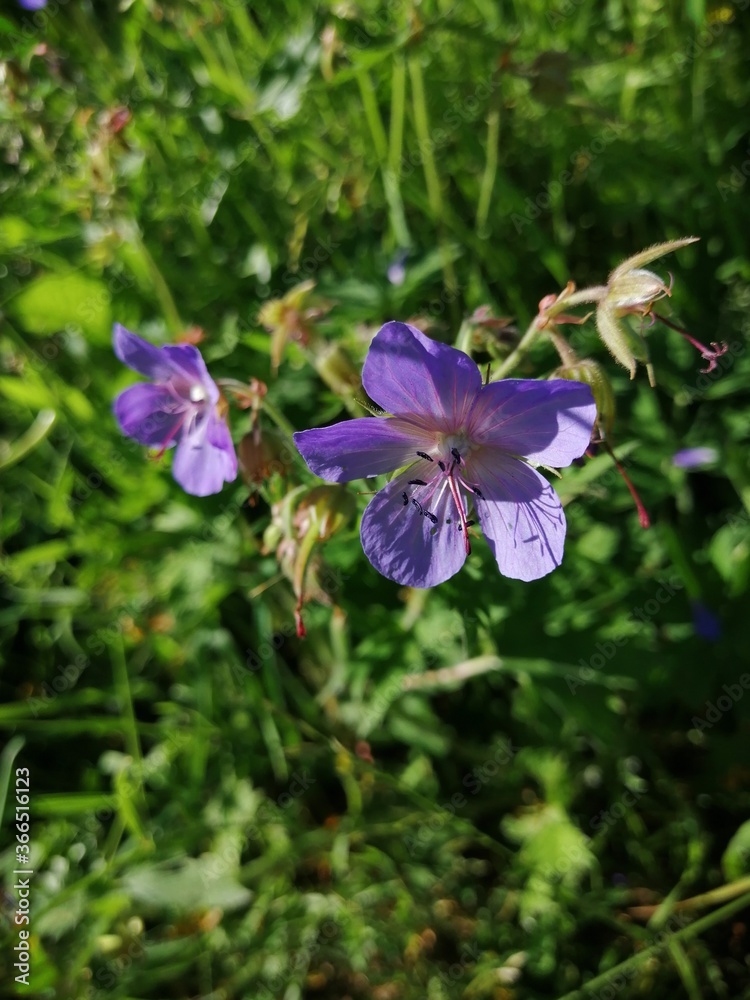 blue forest flowers in the grass at the edge of the forest blue forest flowers in the grass at the edge of the forest