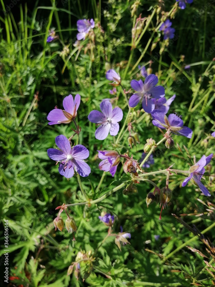 blue forest flowers in the grass at the edge of the forest blue forest flowers in the grass at the edge of the forest