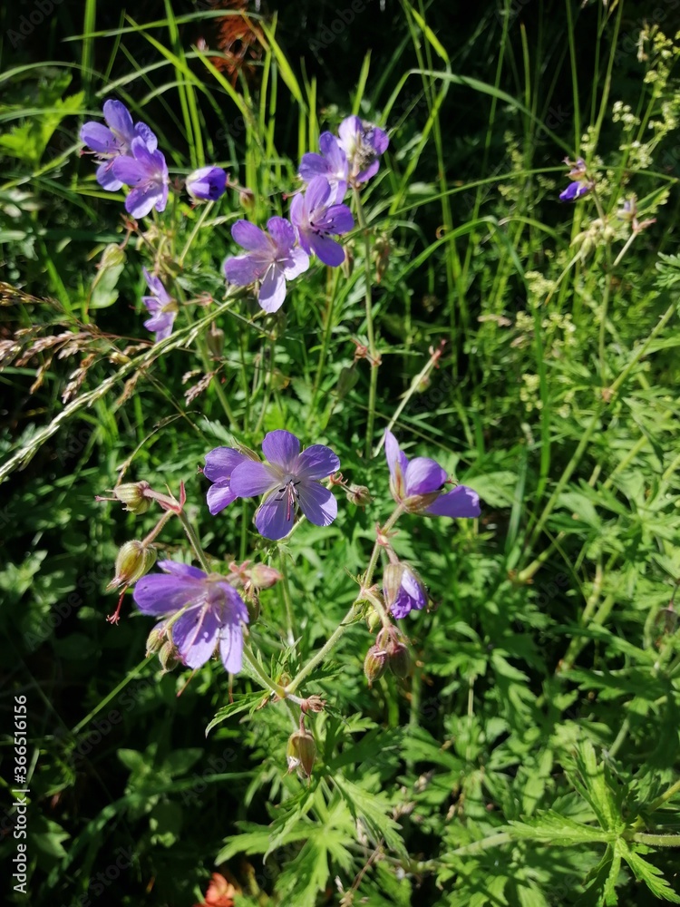 blue forest flowers in the grass at the edge of the forest blue forest flowers in the grass at the edge of the forest