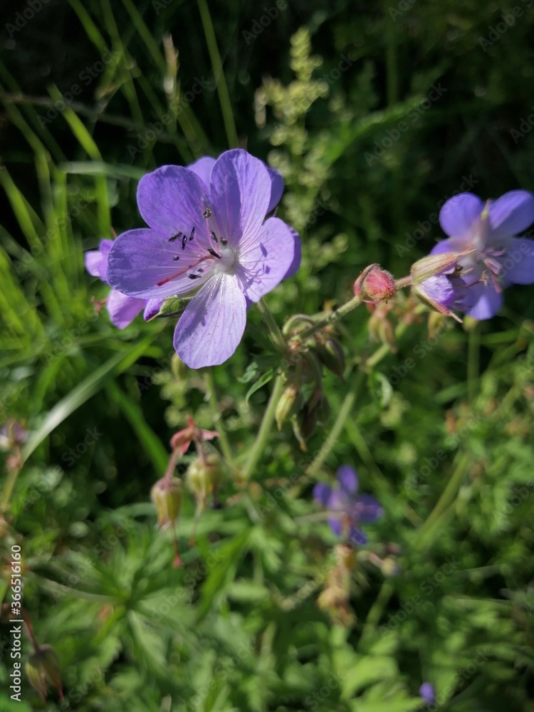 blue forest flowers in the grass at the edge of the forest blue forest flowers in the grass at the edge of the forest