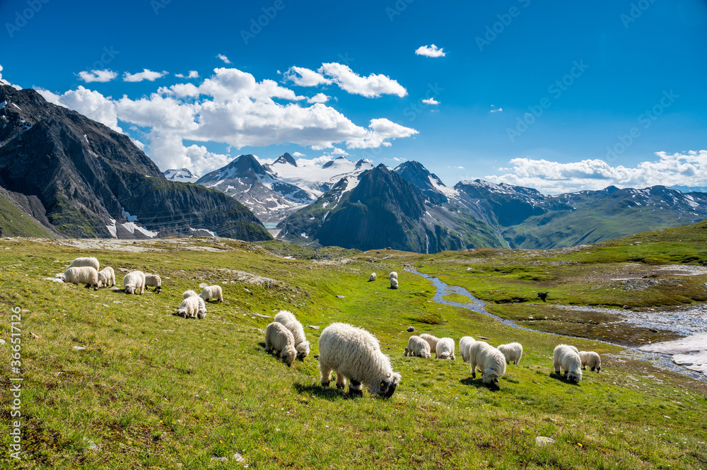 Fototapeta premium Valais Blacknose sheep on Nufenenpass in the Valais Alps