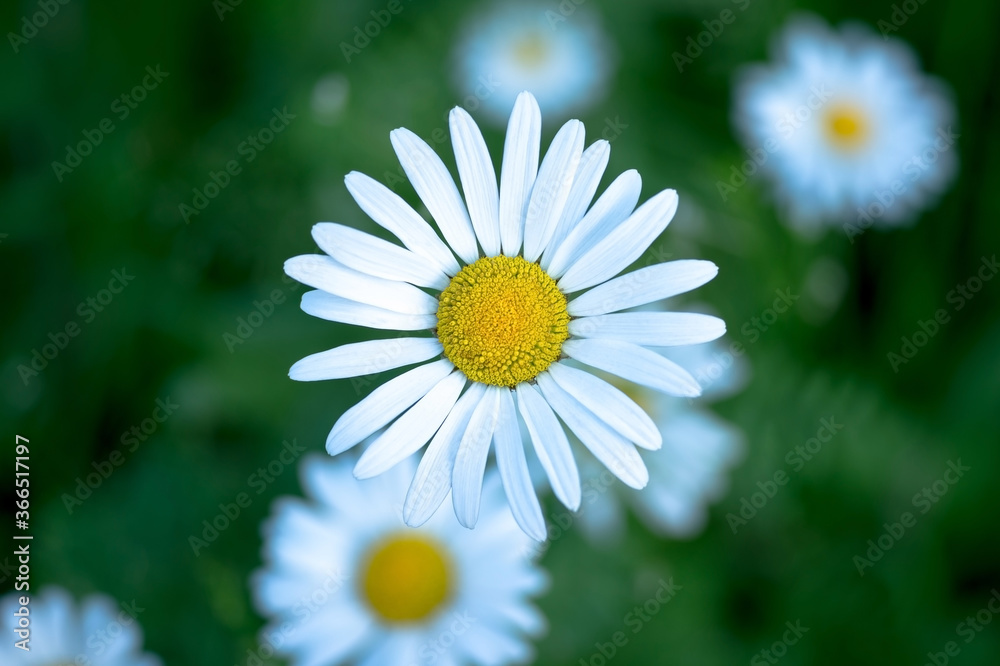White Daisy close - up against the background of other daisies and dark green leaves. The view from the top. Background White Daisy close - up against the background of other daisies and dark green leaves. The view from the top. Background