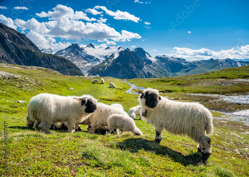 Valais Blacknose sheep on Nufenenpass in the Valais Alps