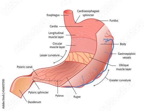 Human stomach anatomy isolated on white background. Stomach and its parts, vector illustration marked with lines. Detailed vector for study.