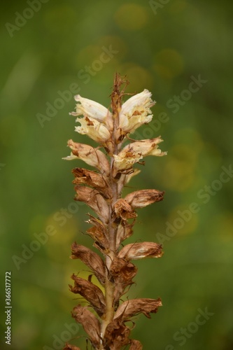 Orobanche minor, non-photosynthetic plant that parasitizes other autotrophic plants. © Iker