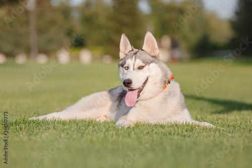 Beautiful husky dog on the field