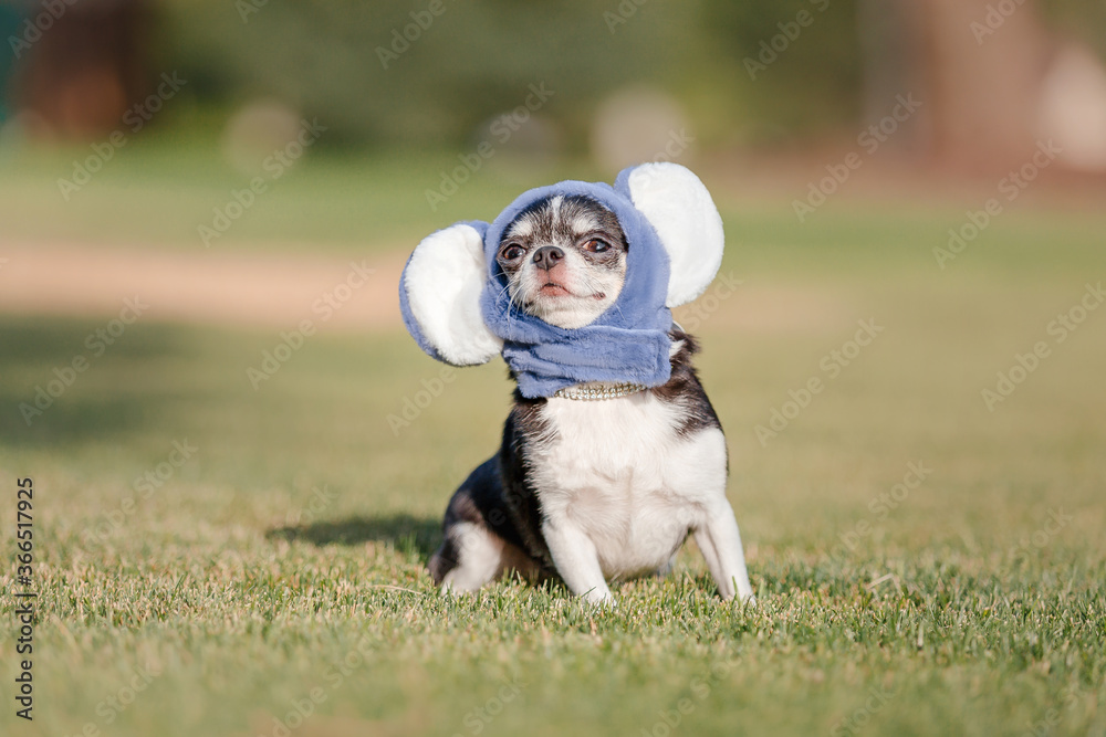 Chihuahua dog wearing a cute hat