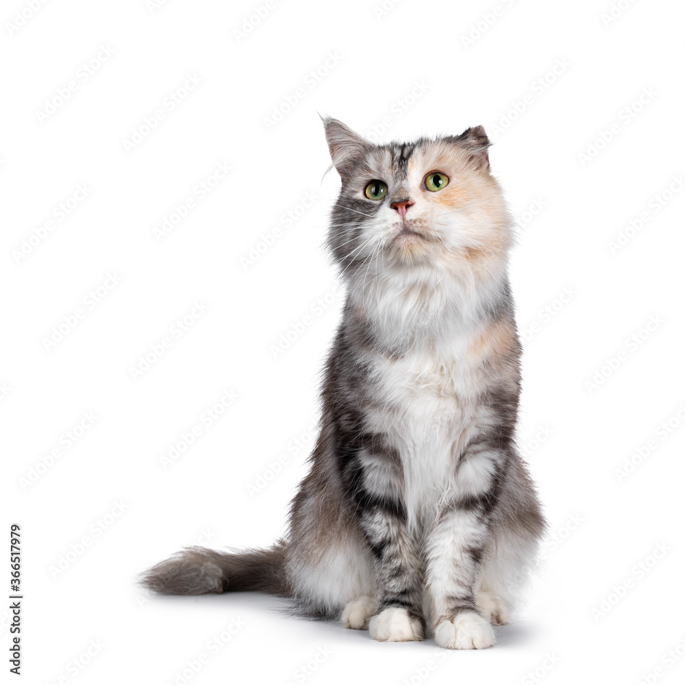 Cute silver tortie Maine Coon cat, sitting facing front. Looking up with green eyes. Isolated on a white background. Folded ear due cauliflower injury.