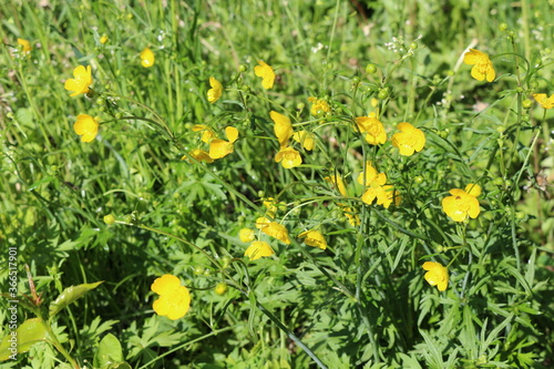  Yellow flowers buttercups bloom in the meadow in summer
