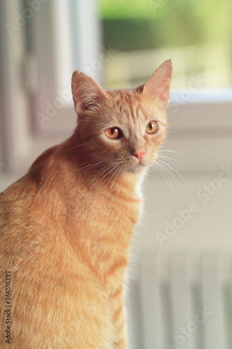 Chat Roux Orange 