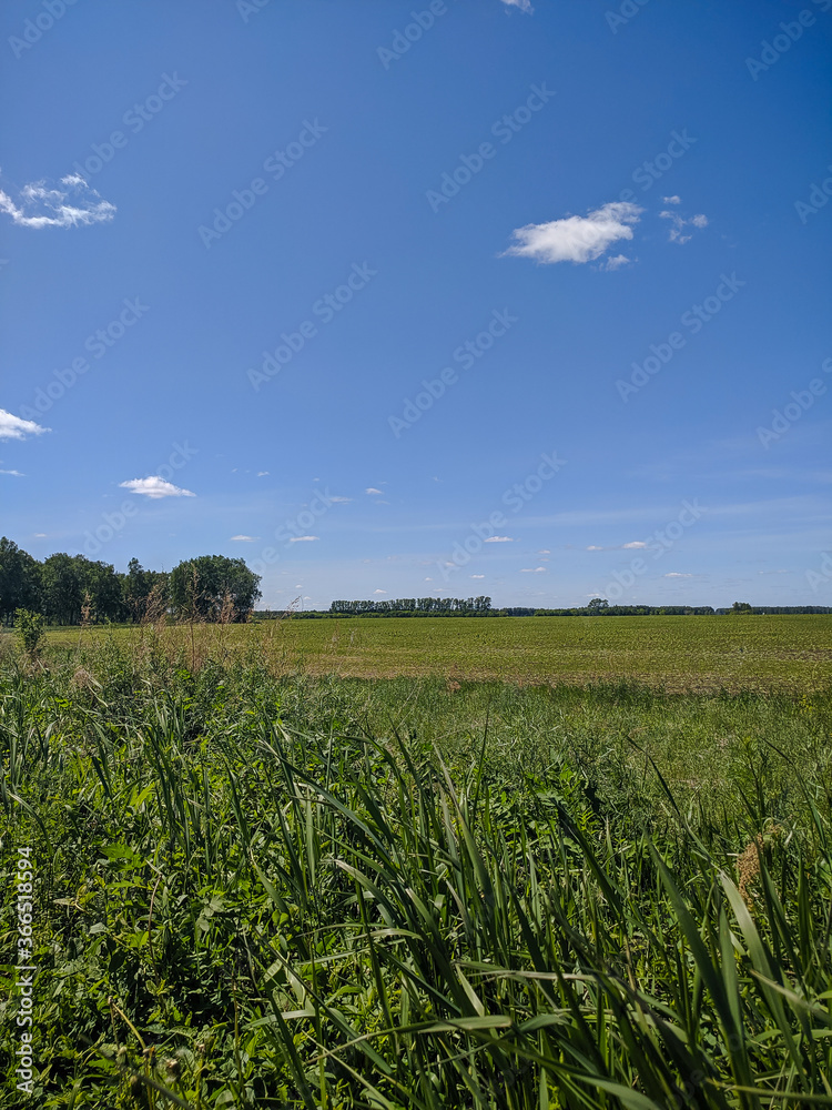 Kamen-na-Obi, Altai, Russia - May 25, 2020: The boundless green field and blue sky. Vertical. Kamen-na-Obi, Altai, Russia - May 25, 2020: The boundless green field and blue sky. Vertical.