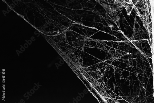 cobweb on a dark background