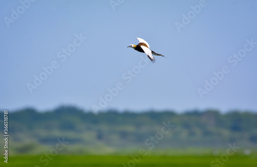 Pheasant-tailed jacana flying over green farm field © RK