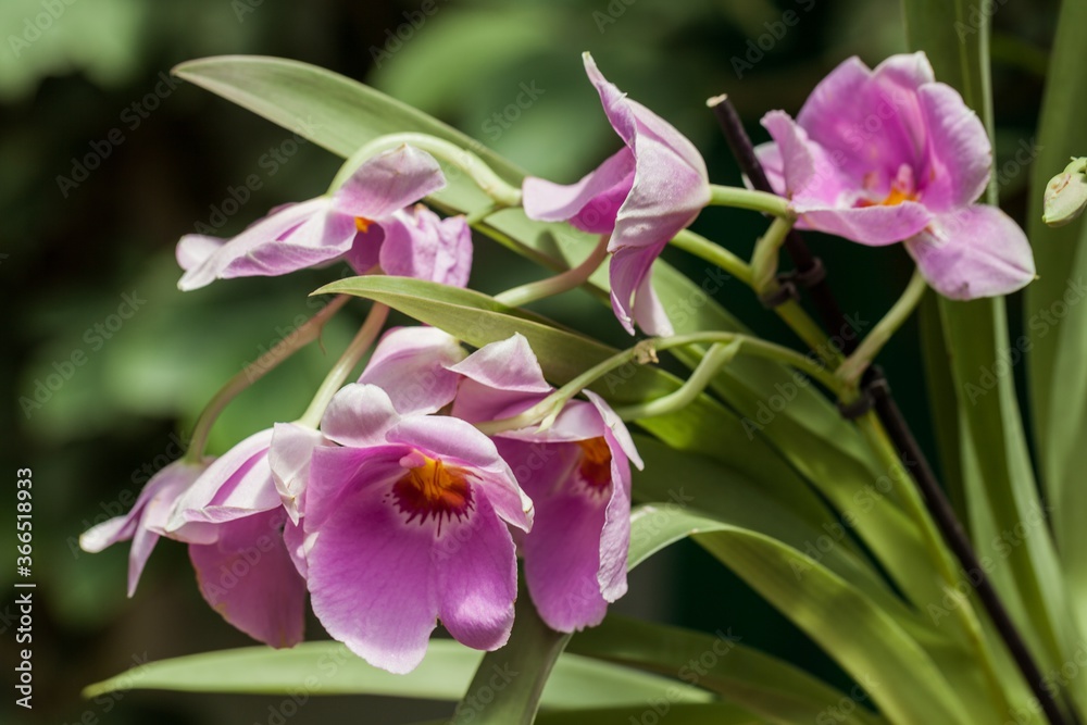 Obraz premium orchid flower