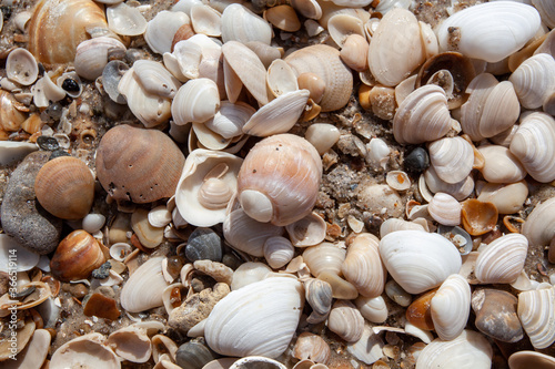 shells on the beach