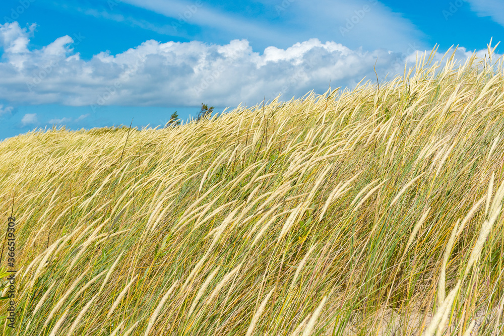 Beautiful dry and green grass field, reeds, stalks blowing in the wind with blue sky and clouds on the Baltic Sea