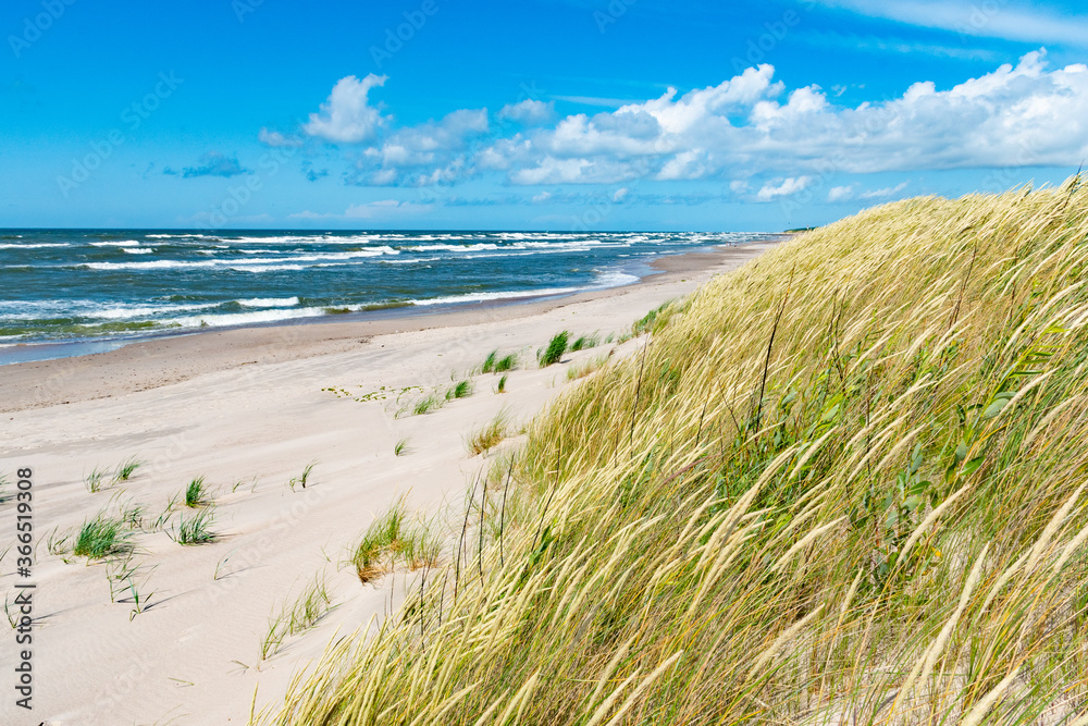 Beautiful sand beach with dry and green grass, reeds, stalks blowing in the wind, blue sea with waves on the Baltic Sea 