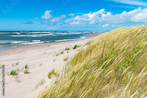 Beautiful sand beach with dry and green grass, reeds, stalks blowing in the wind, blue sea with waves on the Baltic Sea 