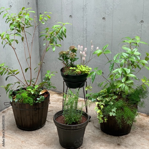 plants in pots