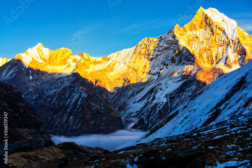 Panorama of Mount Machapuchare (Fishtail) at sunset, view from Annapurna base camp in the Nepal Himalaya. Machhapuchchare is a mountain in the Annapurna Himal of north Central Nepal photo