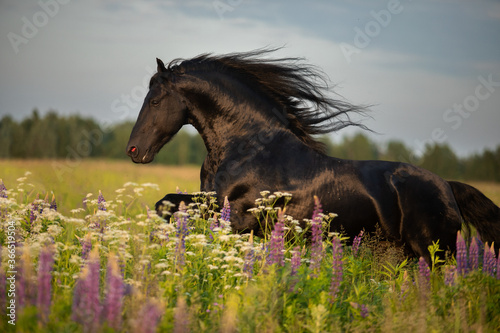 horse running in the field © Tani