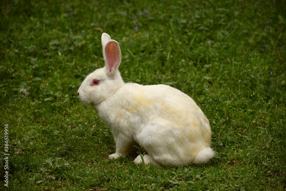 New Zealand breed white rabbit in green grass field. New Zealand breed white rabbit in green grass field.