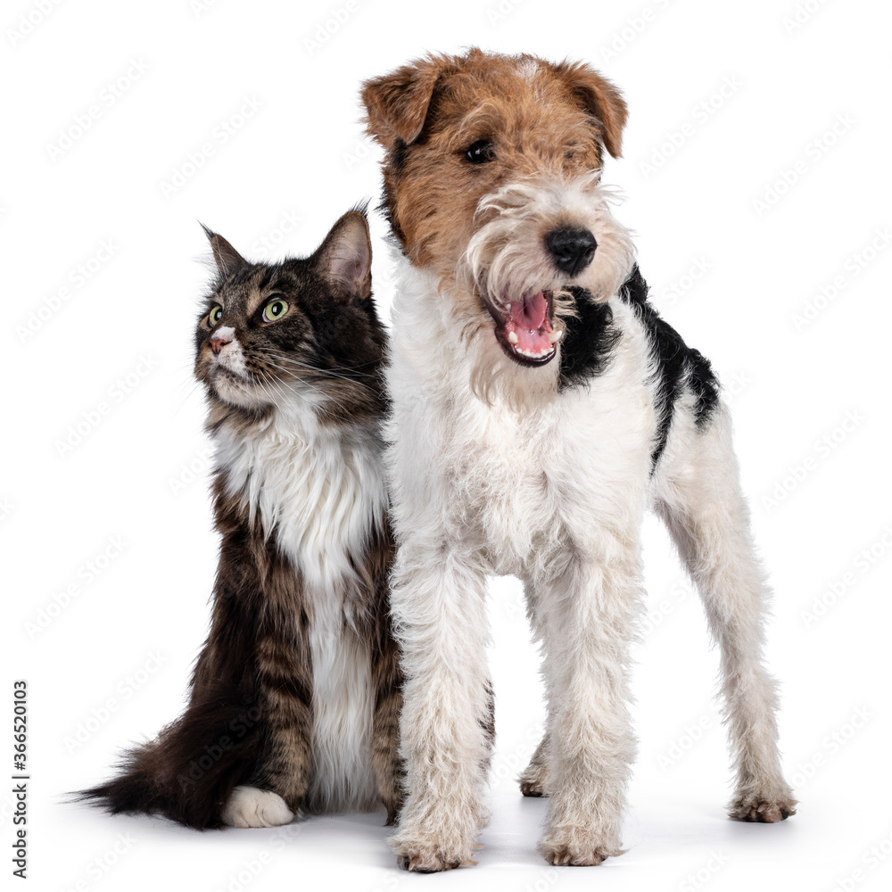 Adult Maine Coon cat and Fox Terrier dog sitting / standing beside each other. Both looking side ways to opposite sides. Isolated on white background.