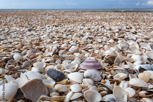 shells on the beach