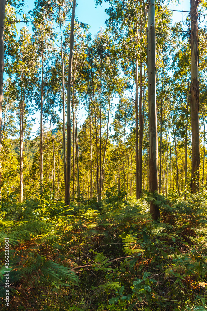 Fototapeta premium Ferns between trees of the Listorreta natural park in the town of Errenteria in the park of the mount of Peñas de Aya or Aiako Harria. Gipuzkoa, Basque Country