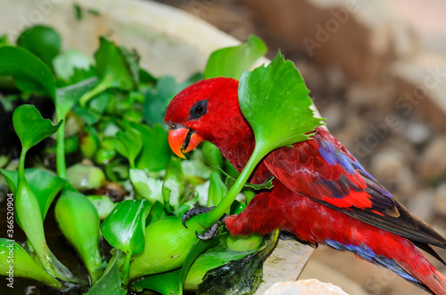 The red lory eating water plant photo