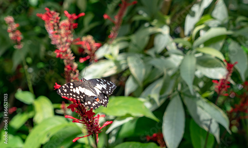 Butterfly with black wings in botanical garden