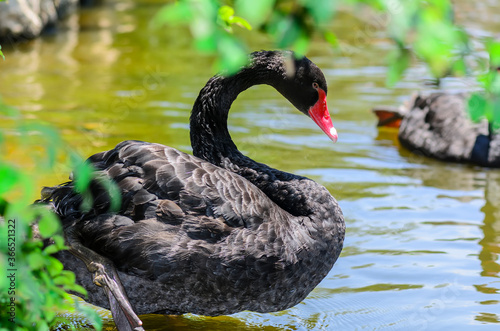 The black swan on the shore of the pond