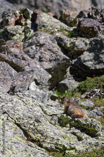 A gounghog on the rocks of Chamrousse