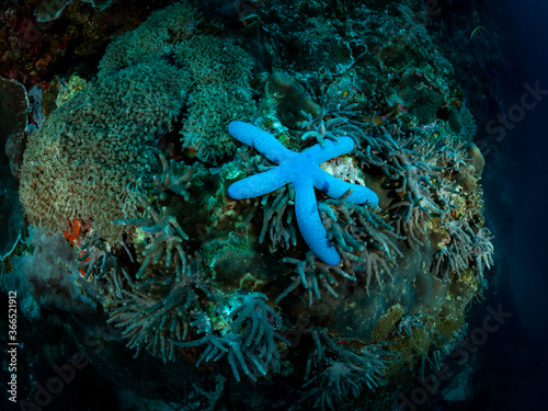 Beautiful blue starfish over the coral reef. Underwater photo. Philippines.