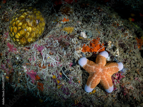Colorful starfish over the coral reef. Underwater photo. Philippines.