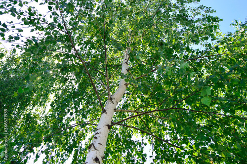 birch tree with fresh green leaves on a summer day against the blue sky