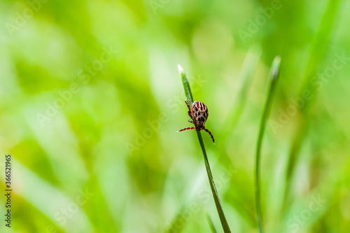 Lyme Disease Infected Tick Insect Crawling on Green Grass. Encep